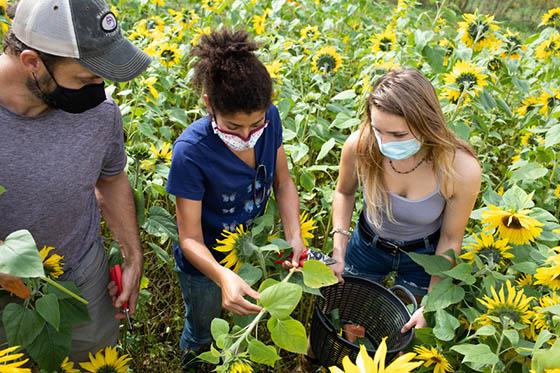 图为三名波胆网站的学生在伊甸园大厅收割向日葵