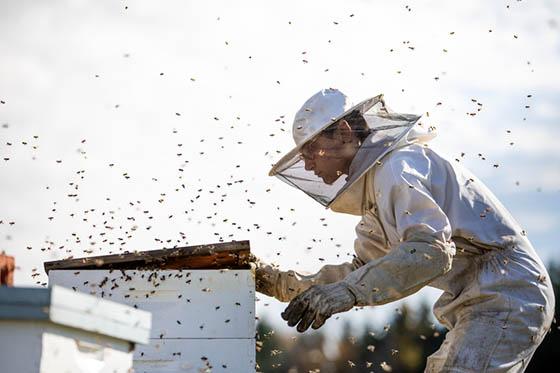 一个人穿着养蜂服，打开一个蜂箱，蜜蜂在周围嗡嗡作响